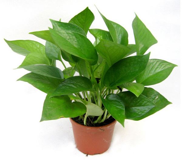 除甲醛植物排行榜前十名，你知道幾個(gè)？
